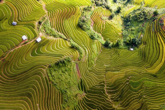 Top view from drone of green rice terrace field with shape and pattern